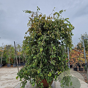 Parrotia persica 'Pendula' 200-250 cm container solitair