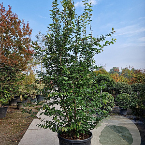 Parrotia persica 'Vanessa' 250-300 cm container meerstammig