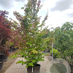 Parrotia persica 'Vanessa' 300-350 cm container meerstammig