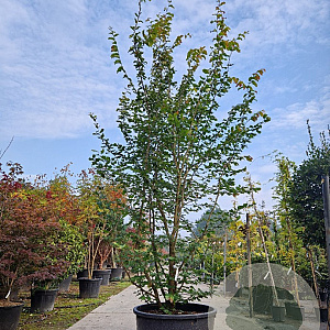 Parrotia persica 'Vanessa' 300-350 cm container meerstammig