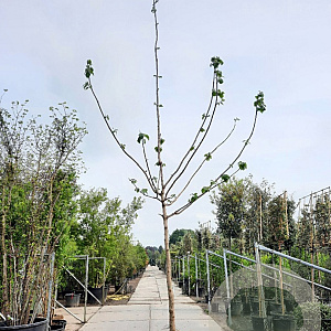 Paulownia tomentosa 200 cm stam container 20-25 leiboom