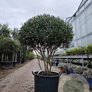 Phillyrea angustifolia 140-150 cm container piramide