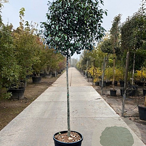 Photinia fraseri 'Red Robin' 180 cm stam container 20-25
