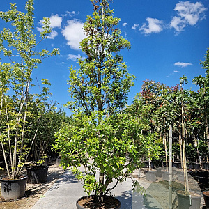 Quercus hispanica 'Fulhamensis' 350-400 cm container