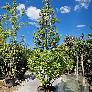Quercus hispanica 'Fulhamensis' 350-400 cm container