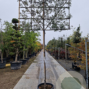 Quercus ilex 10-12 cm container LEIVORM 200 cm stam
