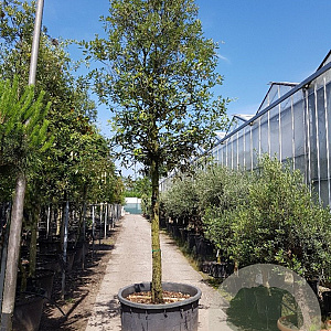 Quercus ilex 180 cm stam container 25-30