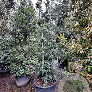 Quercus ilex 350-400 cm container meerstammig
