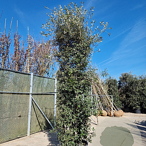 Quercus ilex 350-400 cm container meerstammig