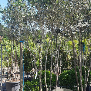 Quercus ilex 350-400 cm cont. 180L paraplu