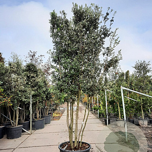 Quercus ilex 350-400 cm cont. 230L paraplu
