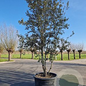 Quercus ilex 400-450 cm container meerstammig