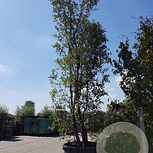 Quercus ilex 550-600 cm container meerstammig
