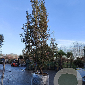 Quercus ilex 600-700 cm container meerstammig