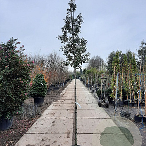 Quercus ilex 160 cm stam container 6-8