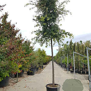 Quercus ilex 180 cm stam container 12-14