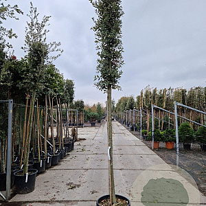 Quercus ilex 180 cm stam container 14-16