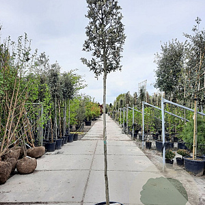 Quercus ilex 200 cm stam container 10-12 lei 150x120