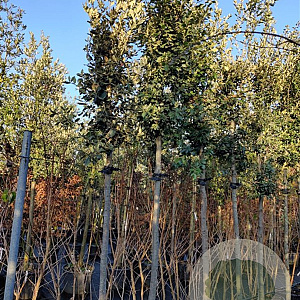 Quercus ilex 200 cm stam container 16-18 leiboom