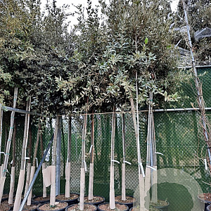 Quercus ilex 200 cm stam container 18-20