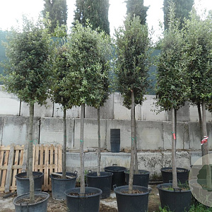 Quercus ilex 200 cm stam container 20-25 leiboom