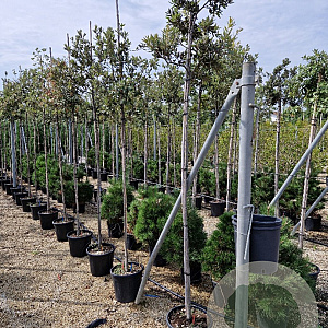 Quercus ilex 6-8 HO container