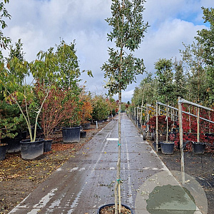 Quercus ilex 6-8 HO container Leivorm 150 cm stam