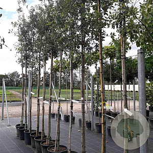 Quercus ilex 8-10 HO container