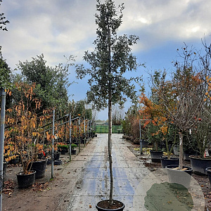 Quercus ilex 8-10 HO container