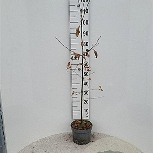 Quercus robur 100-125 cm 5,0L