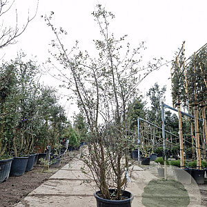 Quercus suber 175-200 cm 30L meerstammig