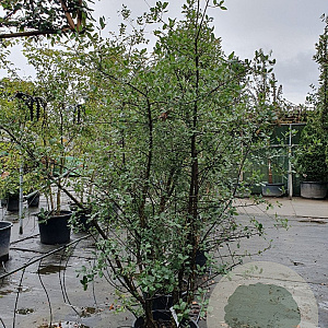 Quercus suber 175-200 cm 30L meerstammig