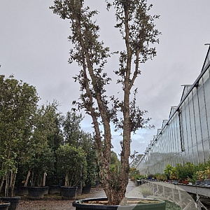 Quercus suber 350-400 cm cont. 500L meerstammig