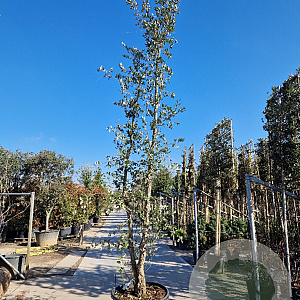 Quercus suber 400-450 cm cont. 230L meerstammig