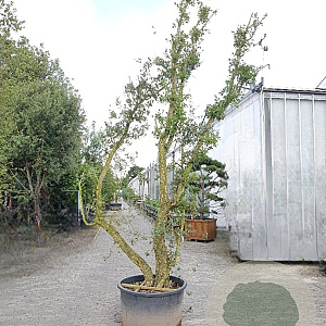 Quercus suber 450-500 cm cont. 230L meerstammig