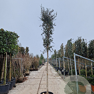 Quercus suber 180 cm stam container 16-18 leiboom