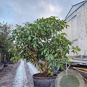 Rhododendron 'Catawb. Grandiflorum' 140-160 cm container