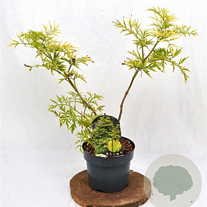 Sambucus nigra Golden Tower 30-40 cm 3,0L