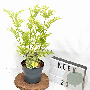 Sambucus nigra Golden Tower 30-40 cm 3,0L