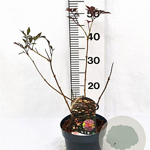 Sambucus nigra 'Thundercloud' 30-40 cm 3,0L