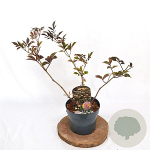 Sambucus nigra 'Thundercloud' 30-40 cm 3,0L