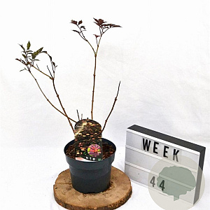 Sambucus nigra 'Thundercloud' 30-40 cm 3,0L