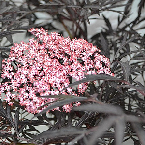 Sambucus nigra 'Thundercloud' 30-40 cm 3,0L
