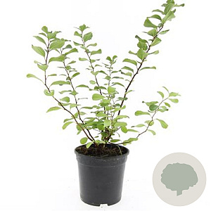 Spiraea betulifolia 'Tor' GM 1.5