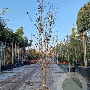 Stewartia pseudocamellia 200-250 cm draadkluit