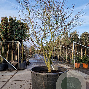 Stewartia pseudocamellia 250-300 cm container meerstammig