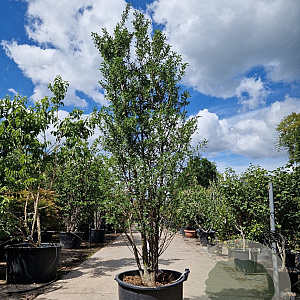 Styrax jap. Snowcone 250-275 cm container