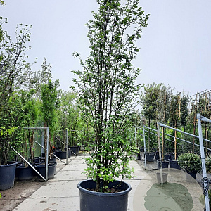 Sycoparrotia semidecidua 300-350 cm container meerstammig