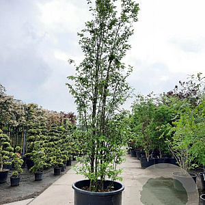 Sycoparrotia semidecidua 350-400 cm container meerstammig