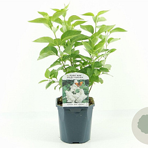 Syringa v. 'Mme Lemoine' 30-40 cm 2,0L